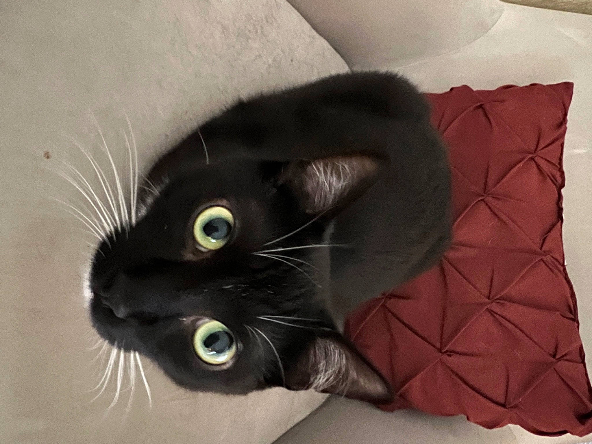 Henry joined the competition — help win amazing prizes! black_cat, carmine, carnivore, cat, comfort, domestic_short_haired_cat, fashion_accessory, felidae, fur, linens, small_to_medium_sized_cats, snout, tail, terrestrial_animal, whiskers