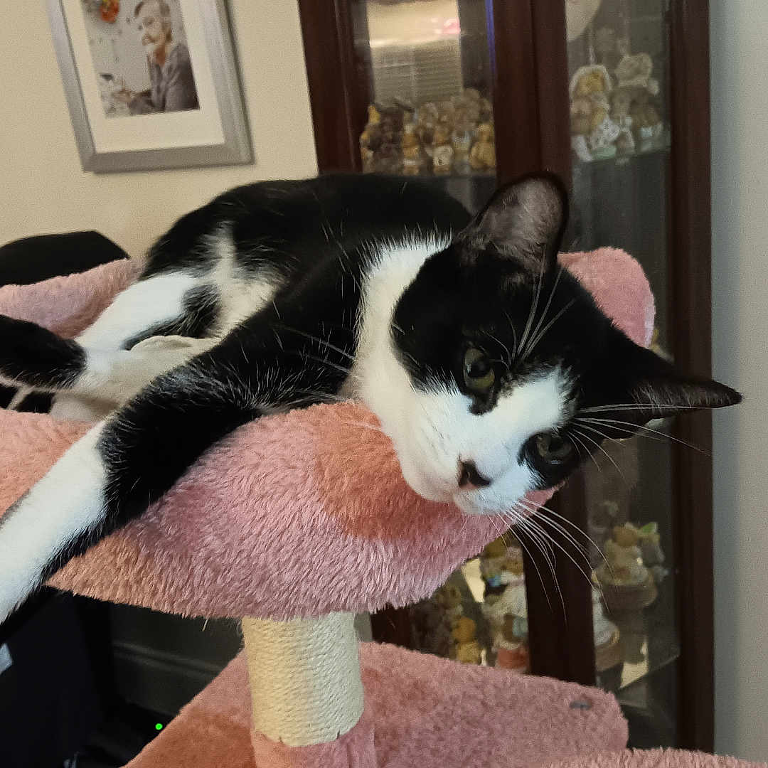 Daisy is registered to the contest to win money with this photo: animal, black_and_white, cabinet, cat, cat_tree, cozy, curious, decor, face, figurines, furniture, home, indoor, pet, photograph, pink, portrait, relaxed, resting, whiskers