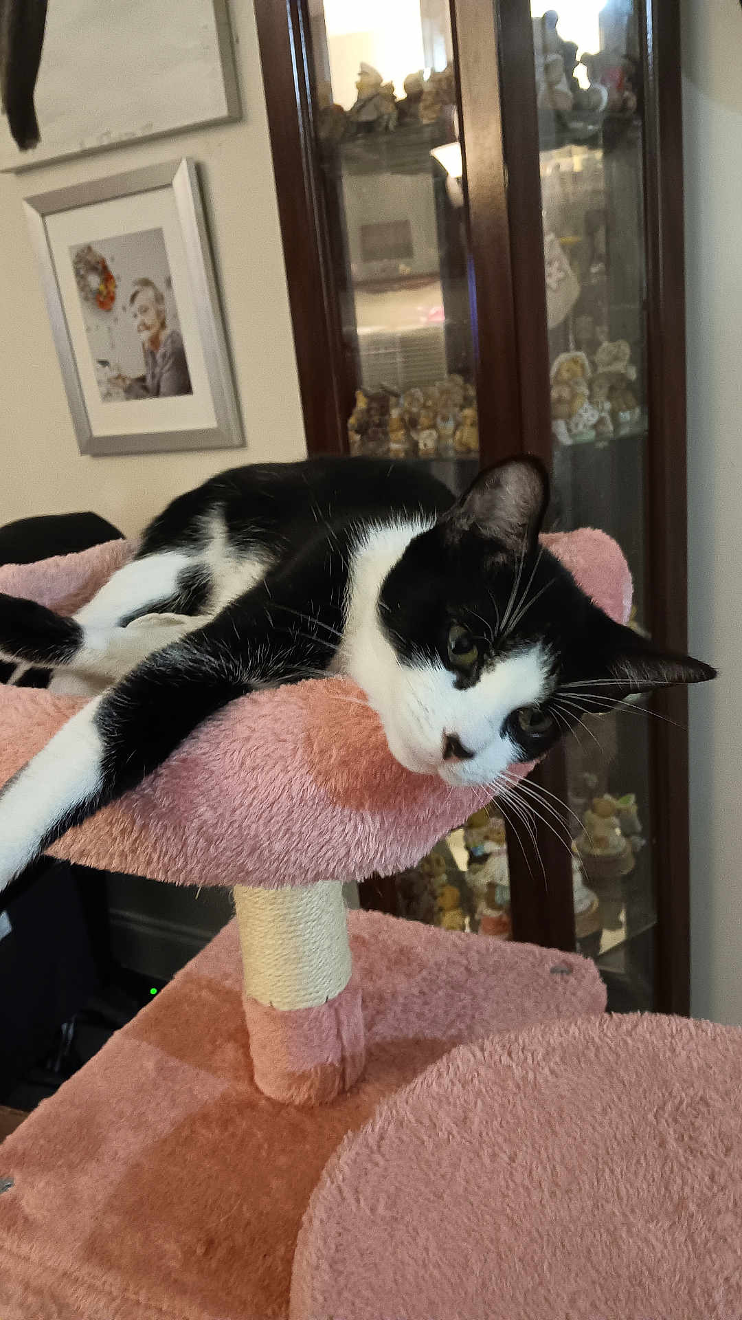 Daisy is registered to the contest to win money with this photo: cat, black_and_white, cat_tree, indoor, furniture, pink, relaxed, pet, animal, whiskers, face, portrait, cozy, home, decor, cabinet, figurines, photograph, resting, curious