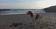 Aïko participe au concours pour gagner de l'argent avec cette photo : dog, beach, sand, ocean, waves, sky, clouds, rocks, collar, sunlight, water, shore, outdoor, pet, animal, nature, footprints, landscape, seaside, daytime