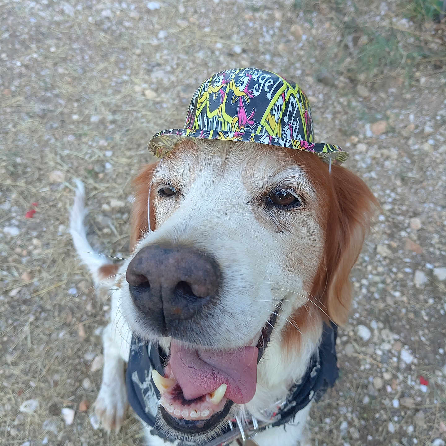 Aïko a rejoint le concours — aidez-le/la à gagner de superbes lots ! dog, happy, smiling, tongue_out, hat, outdoor, gravel, pet, canine, brown_and_white, close_up, playful, friendly, animal, nature, cute, collar, fur, eyes, nose