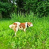 Aïko participe au concours pour gagner de l'argent avec cette photo : dog, brown_and_white, grass, greenery, outdoor, nature, meadow, forest, trees, pet, canine, sniffing, fur, collar, wildlife, daylight, leaf, plant, animal, summer