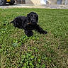 Koby a rejoint le concours — aidez-le/la à gagner de superbes lots ! animal, black_dog, canine, car, daytime, dog, fur, garden, grass, lawn, nature, outdoor, pet, plant, playful, potted_plant, resting, stick, sunlight, yellow_car