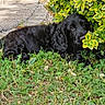 puppy, dog, black_dog, grass, bush, greenery, leaf, outdoor, nature, young_dog, pet, animal, curious, lying_down, plant, yellow_leaves, fur, canine, summer, daylight