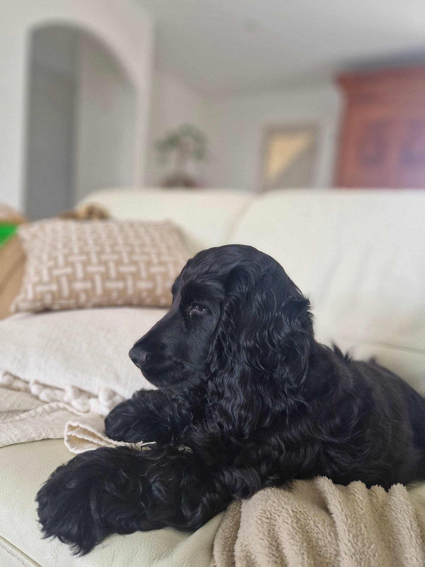 Koby