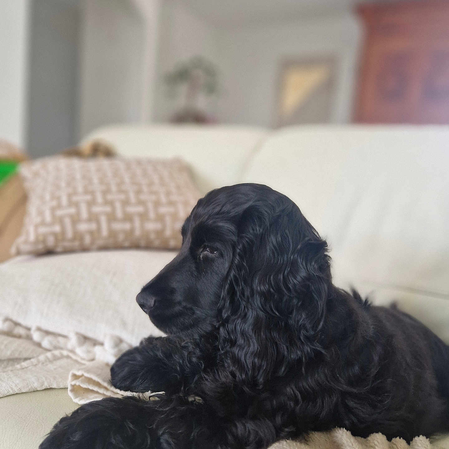 Koby