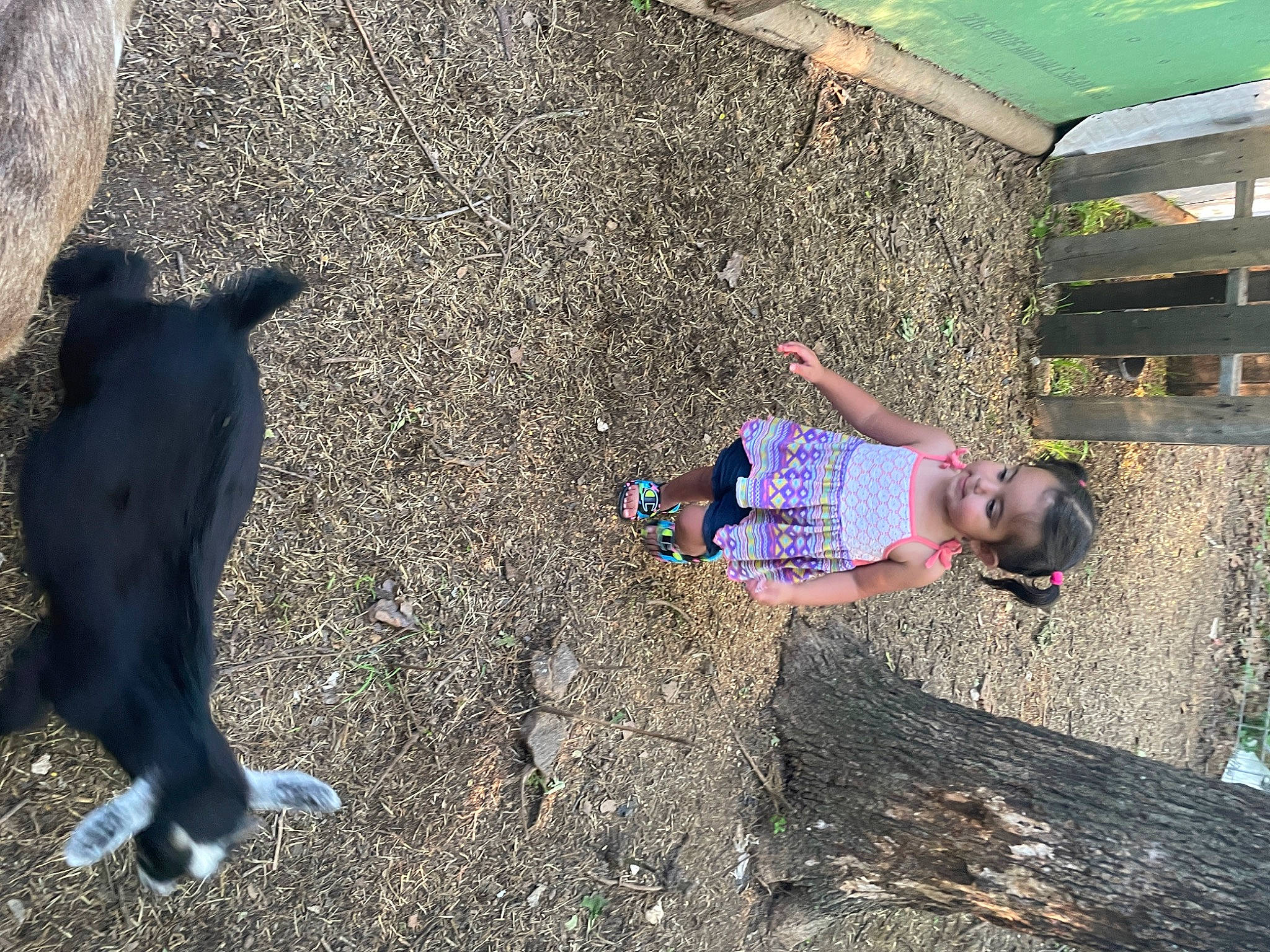 Everlyn is registered to the contest to win money with this photo: child, concrete, fun, grass, landscape, leisure, people_in_nature, person, play, recreation, sand, shadow, soil, sporting_group, t_shirt, toddler, water, working_animal