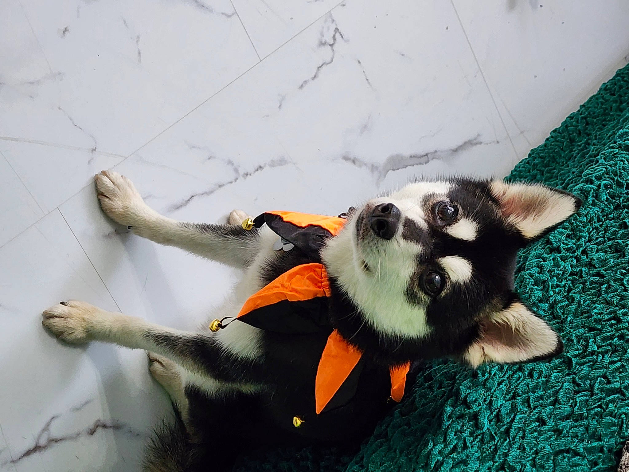 Prince is registered to the contest to win money with this photo: canidae, carnivore, claw, companion_dog, dog, dog_breed, dog_supply, foot, fur, non_sporting_group, paw, sporting_group, tail, terrestrial_animal, whiskers, working_animal, working_dog