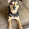 dog, puppy, pet, animal, portrait, sitting, indoors, carpet, doorway, collar, black_and_tan, brown_fur, floppy_ears, wide_eyes, looking_at_camera, front_legs, paws, home, close_up, photography
