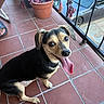 dog, pet, animal, sitting, tongue_out, happy, adorable, brown_and_black, short_hair, floppy_ears, portrait, outdoor, balcony, terracotta_tiles, potted_plants, metal_railing, parked_car, sunlight, close_up, photography