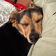 Silas joined the competition — help win amazing prizes! dog, sleeping, resting, bed, pillows, human, person, face, closed_eyes, nose, fur, black_and_tan, indoors, bedroom, cozy, cuddling, portrait, relaxed, pet, bedding