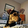 dog, puppy, pet, animal, black_and_tan, short_hair, pointed_ears, brown_fur, black_fur, close_up, portrait, side_profile, alert, curious, fluffy_blanket, indoor, bedroom, mirror, furniture, cozy
