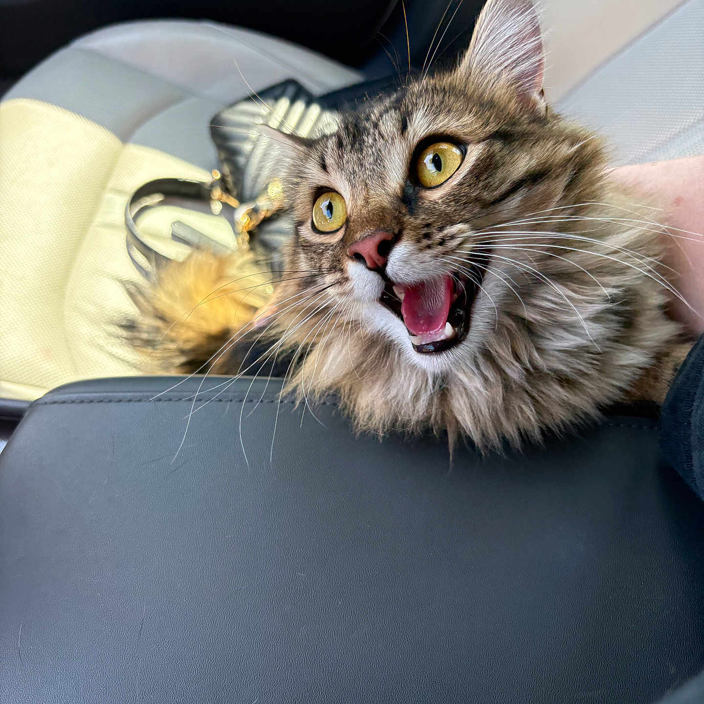 Nova