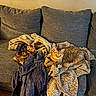 cat, cats, kitten, tabby, pet, animal, couch, sofa, blanket, cozy, indoor, home, lounging, sleeping, relaxed, feline, fur, collar, furniture, portrait
