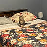 cat, kitten, feline, fluffy, long_hair, sitting, bed, bedroom, bedding, quilt, floral, flowers, pillows, headboard, lamp, indoors, home, cozy, portrait, pet