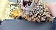 Nova is registered to the contest to win money with this photo: cat, tabby_cat, fluffy, long_hair, open_mouth, meowing, whiskers, green_eyes, pink_nose, animal, pet, car, car_interior, passenger_seat, seatbelt, closeup, portrait, fur, dramatic_expression, indoors