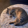 Sage is registered to the contest to win money with this photo: cat, tabby_cat, sleeping, curled_up, pet, feline, paw, tail, fur, striped_fur, indoor, ottoman, footstool, floral_pattern, furniture, couch, carpet, cozy, relaxed, animal_photography