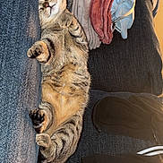 Sage joined the competition — help win amazing prizes! cat, tabby, pet, animal, sleeping, relaxed, lying_down, upside_down, paws, whiskers, striped_fur, couch, sofa, blankets, slipper, indoors, cozy, home, nap, funny