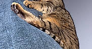 Sage is registered to the contest to win money with this photo: cat, tabby_cat, sleeping, pet, animal, feline, couch, sofa, blue_fabric, indoors, relaxed, lounging, paws, whiskers, striped_fur, closed_eyes, cute, flash_photography, portrait, cozy