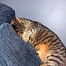 Sage joined the competition — help win amazing prizes! cat, tabby_cat, sleeping, sleepy, curled_up, paw, feline, pet, indoor, couch, sofa, upholstery, textured_fabric, gray_wall, cozy, nap, relaxed, striped_fur, close_up, portrait