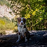 Baku participe au concours pour gagner de l'argent avec cette photo : dog, puppy, australian_shepherd, pet, animal, sitting, outdoors, nature, forest, mountains, rock, trail, landscape, sunlight, portrait, long_fur, brown_fur, white_fur, blue_eyes, collar