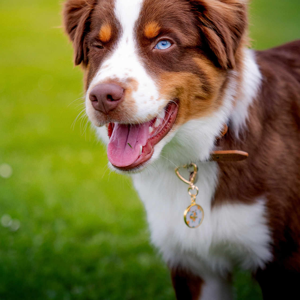 Baku participe au concours pour gagner de l'argent avec cette photo : dog, puppy, australian_shepherd, blue_eye, brown_fur, white_fur, tricolor, floppy_ears, open_mouth, tongue, smiling, collar, pet_tag, outdoor, grass, garden, portrait, close_up, bokeh, animal_photography
