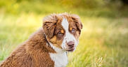 Baku a rejoint le concours — aidez-le/la à gagner de superbes lots ! puppy, dog, brown_and_white, sitting, grass, outdoors, nature, woodland, animal, pet, portrait, fluffy, fur, white_markings, brown_fur, blue_eyes, sunlight, bokeh, garden, cute