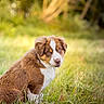 puppy, dog, brown_and_white, sitting, grass, outdoors, nature, woodland, animal, pet, portrait, fluffy, fur, white_markings, brown_fur, blue_eyes, sunlight, bokeh, garden, cute