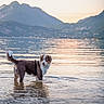 Baku participe au concours pour gagner de l'argent avec cette photo : dog, lake, mountains, outdoor, nature, water, swimming, standing, brown_and_white, fluffy_tail, blue_eyes, reflection, sunset, landscape, alpine, shoreline, ripples, scenic, animal_photography, waterfront