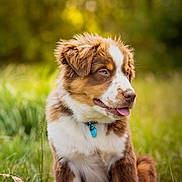 Baku participe au concours pour gagner de l'argent avec cette photo : dog, puppy, brown_and_white, fluffy, sitting, outdoors, meadow, grass, nature, portrait, pet, collar, blue_tag, happy, looking_sideways, open_mouth, tongue, sunlight, bokeh, close_up
