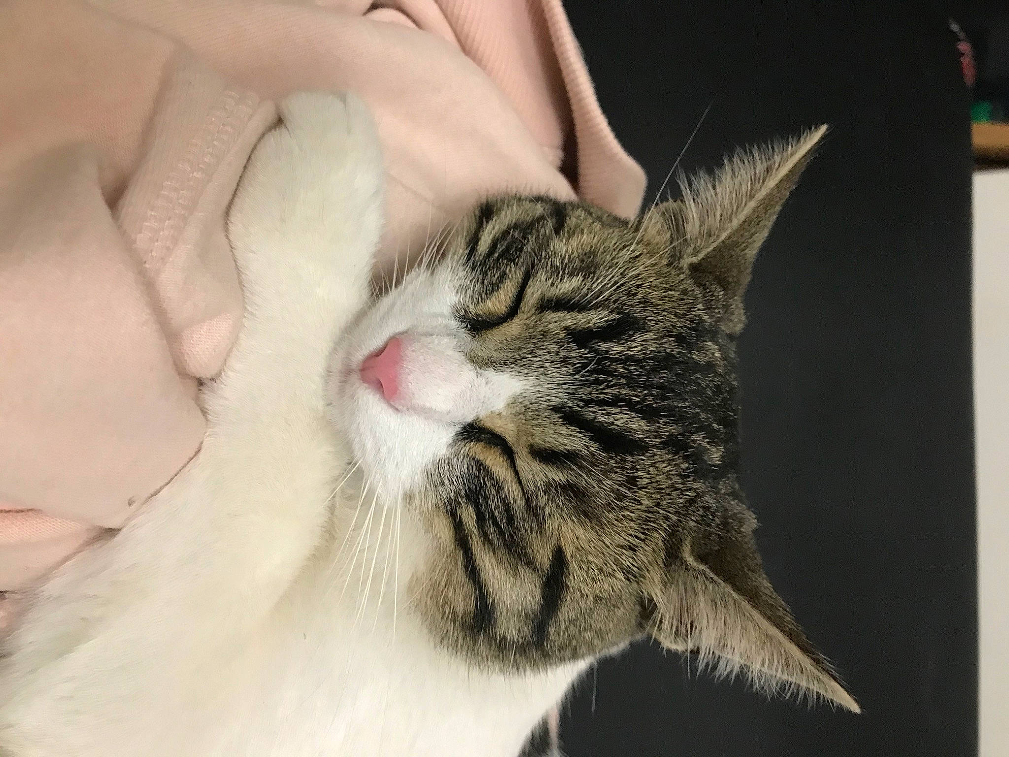 Ganache a rejoint le concours — aidez-le/la à gagner de superbes lots ! aegean_cat, american_wirehair, carnivore, cat, domestic_short_haired_cat, dragon_li, ear, european_shorthair, eye, facial_expression, felidae, fur, kitten, mouth, norwegian_forest_cat, nose, small_to_medium_sized_cats, snout, tabby_cat, whiskers