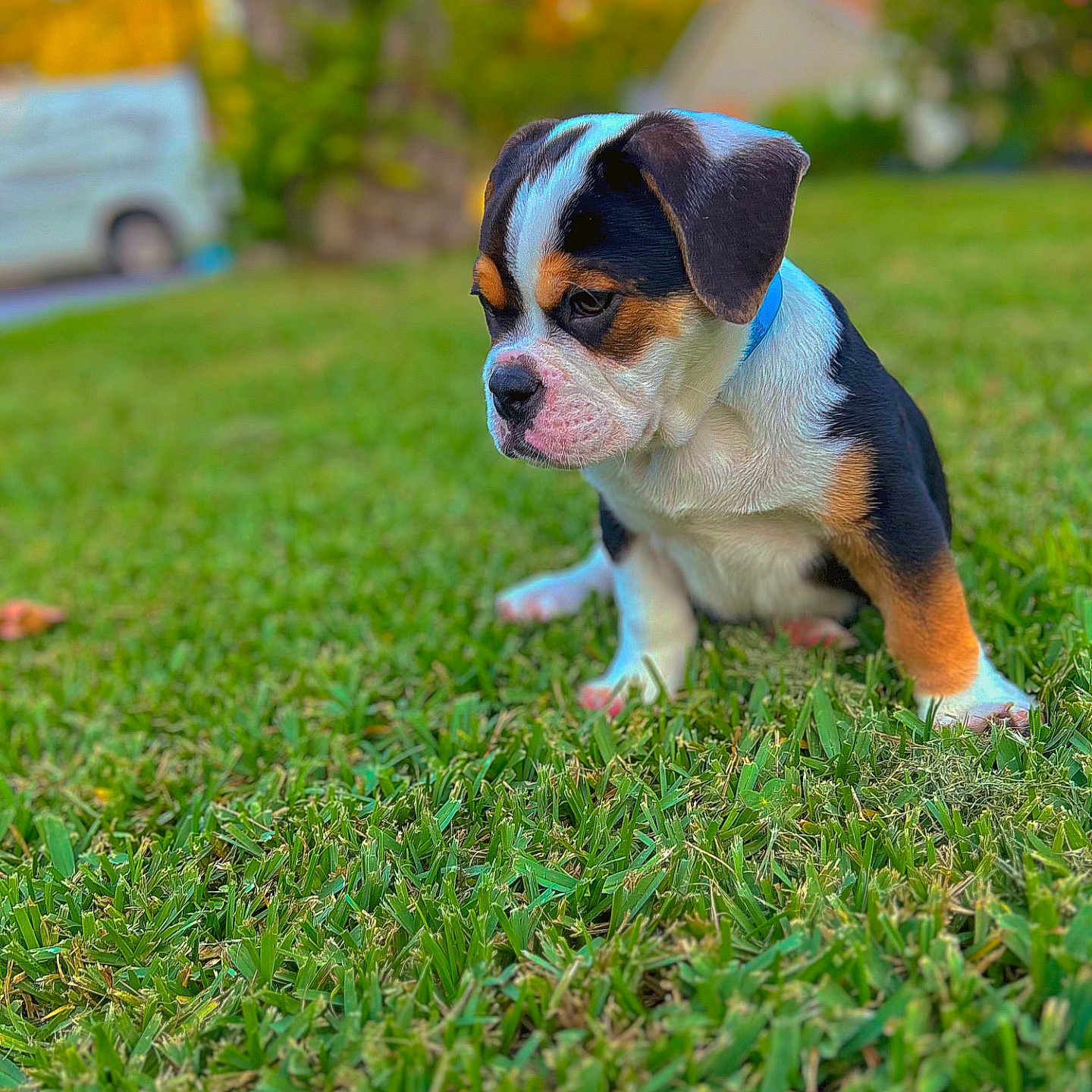 Neeko joined the competition — help win amazing prizes! animal, ball, boxer, bulldog, canine, dog, field, football, frenchbulldog, grass, grassland, hound, lawn, machine, nature, outdoors, pet, plant, puppy, wheel