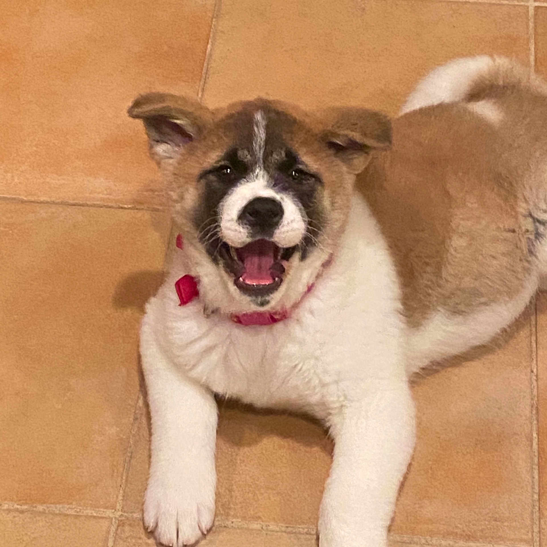 Daisy is registered to the contest to win money with this photo: ancient_dog_breeds, art, canidae, carnivore, collar, companion_dog, dog, dog_breed, dog_collar, door, fang, fawn, fur, non_sporting_group, paw, snout, sporting_group, tail, whiskers, working_animal