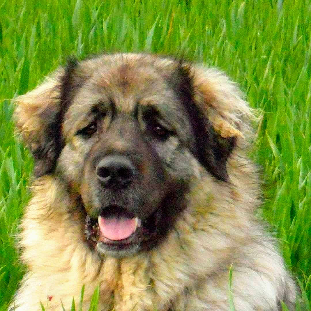 Goëlys