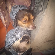 Frost joined the competition — help win amazing prizes! animal, black, brown, cat, closeup, companion, couch, cozy, cute, dog, fabric, friendship, furry, hoodie, indoor, pet, relaxation, resting, striped_clothing, white