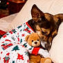 Frost is registered to the contest to win money with this photo: animal, bed, christmas, comfort, cozy, cute, cute_animal, dog, fabric, holiday, indoor, pajamas, pattern, pet, relaxing, sleepy, snuggling, stuffed_animal, teddy_bear, warm