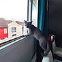 Nita a rejoint le concours — aidez-le/la à gagner de superbes lots ! cat, gray_cat, window, chair, indoor, outdoor_view, building, house, curious, pet, animal, feline, daylight, curtain, urban, looking_out, resting, domestic_cat, home, interior