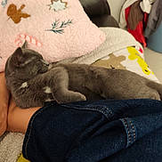 Nita a rejoint le concours — aidez-le/la à gagner de superbes lots ! blanket, candy_cane, cat, comfort, couch, cozy, cute, furniture, gingerbread_man, gray_cat, home, indoor, jeans, leg, pet, pillow, relaxed, resting, sleeping, soft_texture