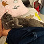 cat, sleeping, gray_cat, blanket, pillow, candy_cane, gingerbread_man, jeans, leg, cozy, indoor, resting, soft_texture, furniture, couch, cute, pet, relaxed, home, comfort