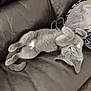 Nita participe au concours pour gagner de l'argent avec cette photo : cat, gray_cat, pet, animal, feline, relaxed, sleepy, leather_couch, indoor, cozy, blanket, fur, whiskers, paw, tail, resting, cute, domestic, mammal, home