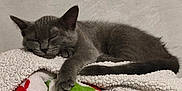 Nita participe au concours pour gagner de l'argent avec cette photo : cat, kitten, sleeping, gray_cat, blanket, colorful, animal_print, cozy, cute, fur, paw, resting, indoor, soft_texture, relaxing, pet, comfort, feline, sleep, warm