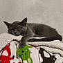 cat, kitten, sleeping, gray_cat, blanket, colorful, animal_print, cozy, cute, fur, paw, resting, indoor, soft_texture, relaxing, pet, comfort, feline, sleep, warm