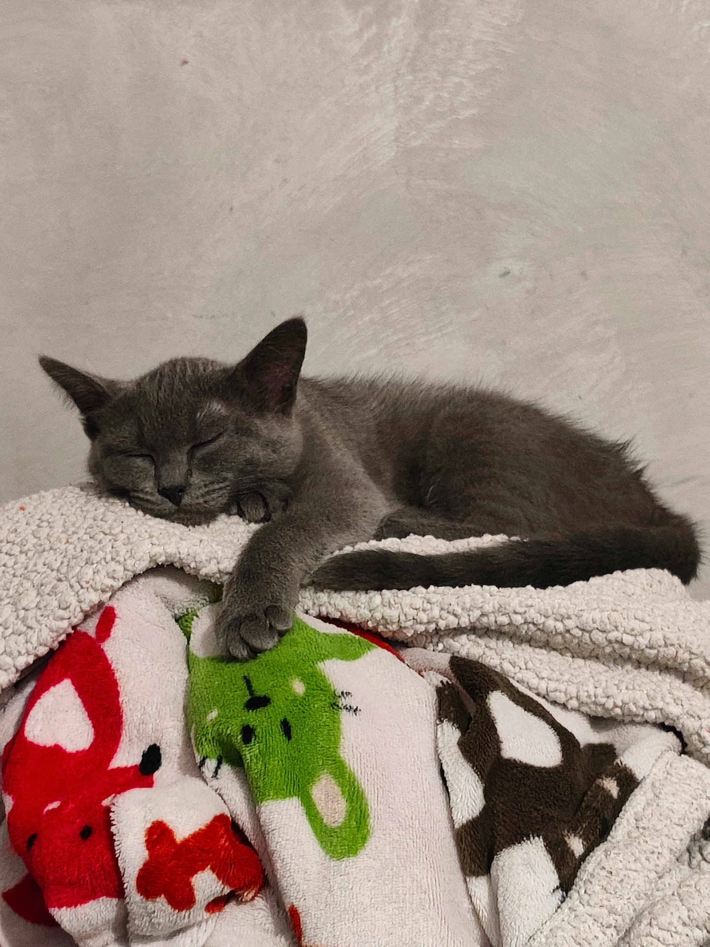 Nita participe au concours pour gagner de l'argent avec cette photo : cat, kitten, sleeping, gray_cat, blanket, colorful, animal_print, cozy, cute, fur, paw, resting, indoor, soft_texture, relaxing, pet, comfort, feline, sleep, warm