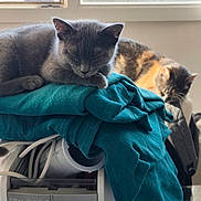 Nita a rejoint le concours — aidez-le/la à gagner de superbes lots ! cat, sleeping, fabric, teal, window, indoor, pet, cozy, resting, fur, appliance, home, light, shadow, animal, domestic, cute, soft, relaxing, pile