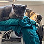cat, sleeping, fabric, teal, window, indoor, pet, cozy, resting, fur, appliance, home, light, shadow, animal, domestic, cute, soft, relaxing, pile