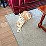cat, orange_cat, white_paws, carpet, living_room, red_couch, wooden_table, furniture, floor, pet, domestic_animal, relaxed, indoor, crossed_paws, cute, cozy, home, animal, resting, fur