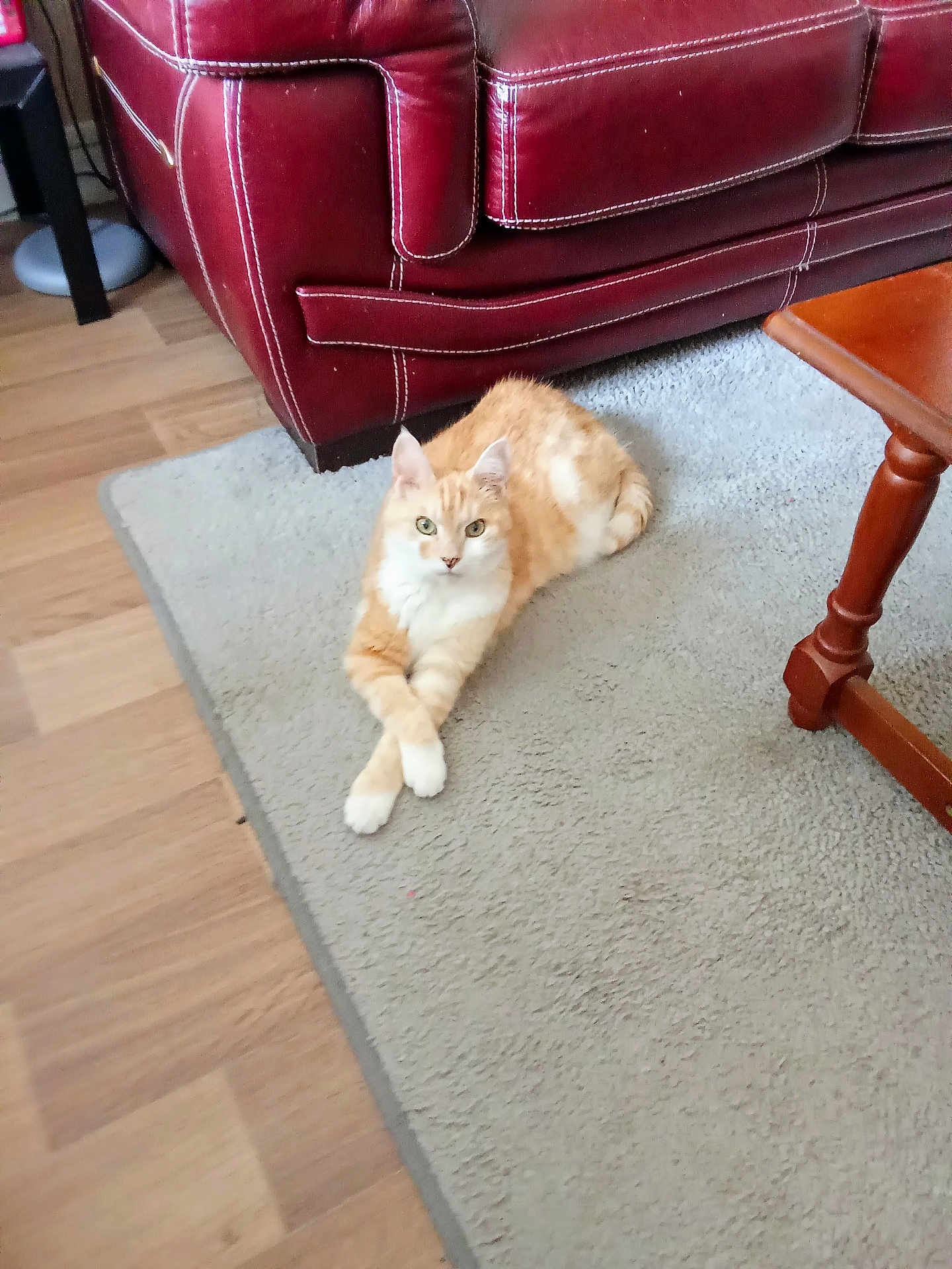 Haribo a rejoint le concours — aidez-le/la à gagner de superbes lots ! cat, orange_cat, white_paws, carpet, living_room, red_couch, wooden_table, furniture, floor, pet, domestic_animal, relaxed, indoor, crossed_paws, cute, cozy, home, animal, resting, fur