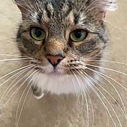 Holly is registered to the contest to win money with this photo: cat, tabby, close_up, green_eyes, whiskers, pet, animal, feline, curious, indoor, carpet, face, ears, fur, nose, portrait, looking_up, domestic_animal, mammal, cute