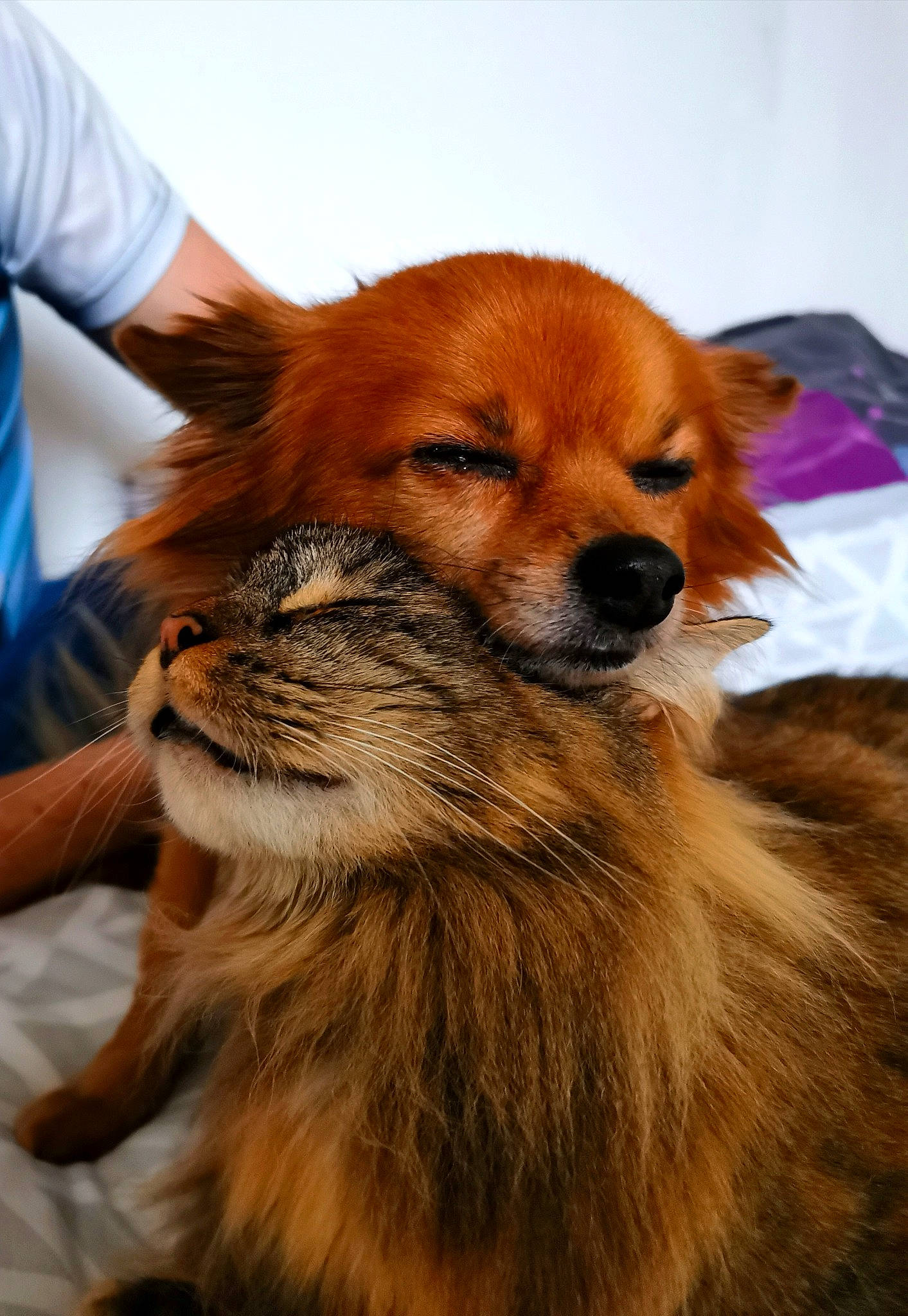 Haslan participe au concours pour gagner de l'argent avec cette photo : canidae, carnivore, close_up, companion_dog, dog, dog_breed, dog_supply, ear, fawn, fur, german_spitz, liver, snout, spitz, sporting_group, terrestrial_animal, toy_dog, whiskers, wildlife, working_animal