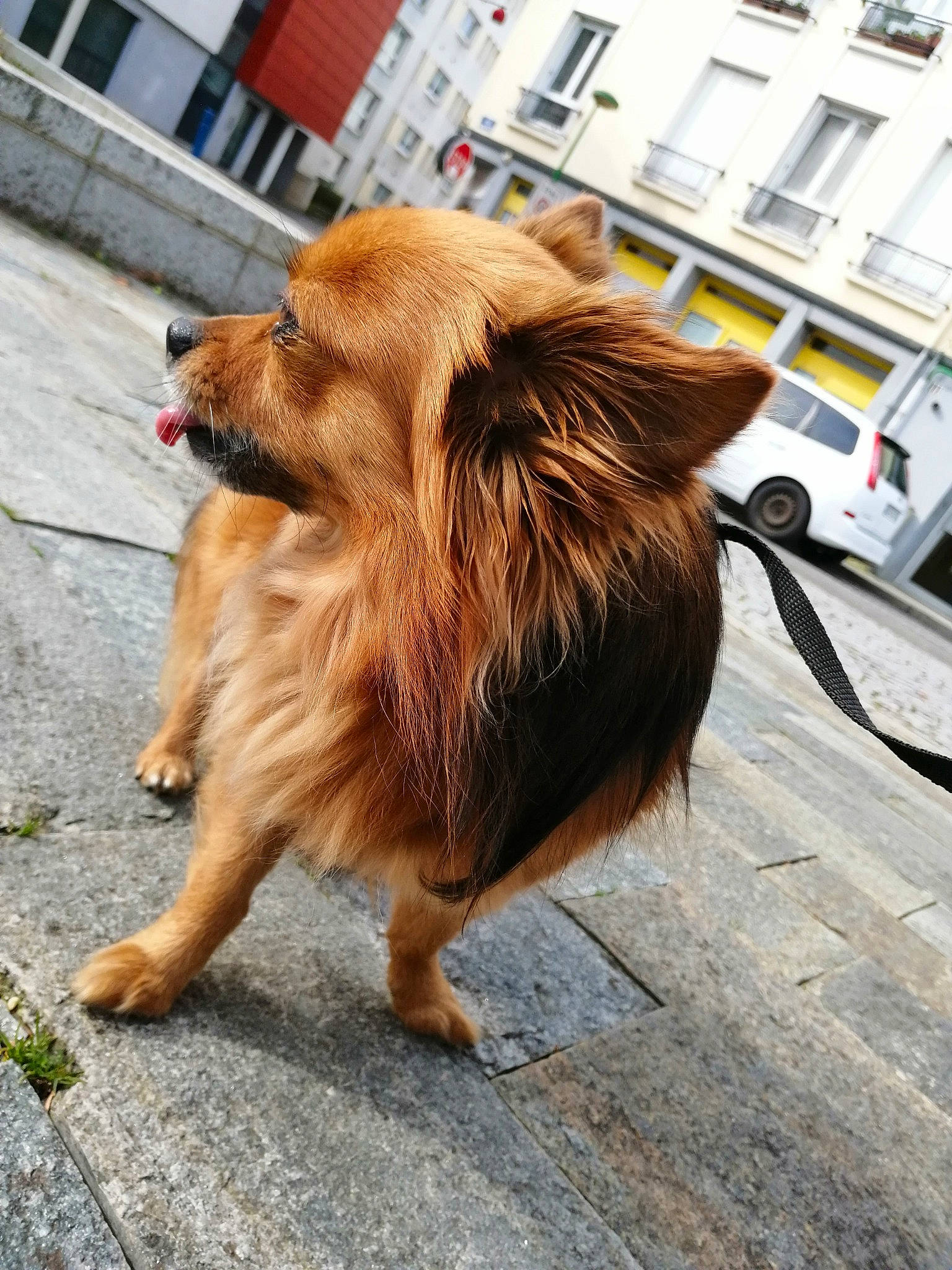 Haslan a rejoint le concours — aidez-le/la à gagner de superbes lots ! building, carnivore, collar, companion_dog, dog, dog_breed, fawn, german_spitz, liver, road_surface, sidewalk, street_dog, street_fashion, tail, tire, vehicle, wheel, whiskers, window, working_animal